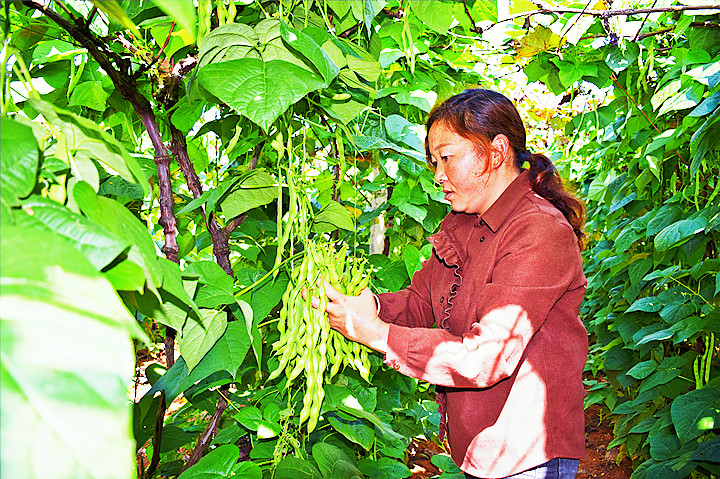 图一为云南省弥勒市东风的种植户在采摘无筋豆_副本.jpg