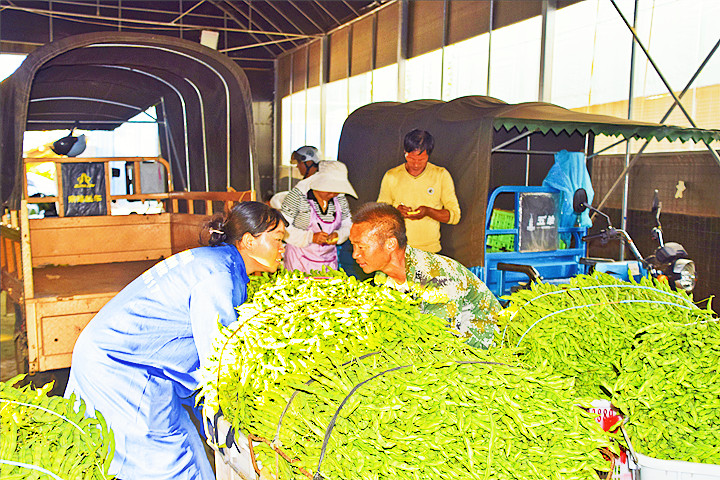 图二为云南省弥勒市东风的种植户在交售无筋豆2_副本.jpg